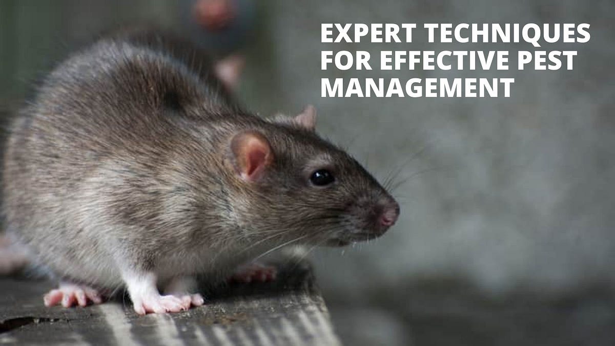 Rodent Control Cape Coral Fl at Pauline Campbell blog