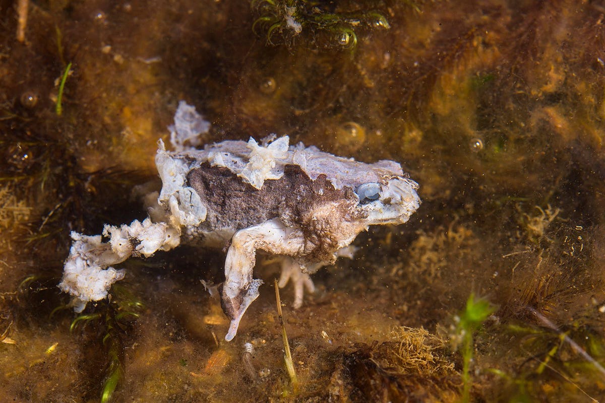 Fungal Infection in Amphibians? are we next??? | by nick | Medium