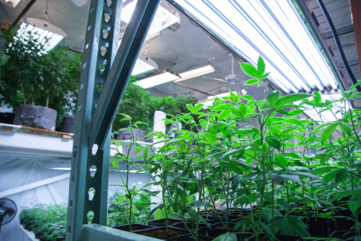CO2 in flowering stage. Why supplement when growing indoors. by Lucy