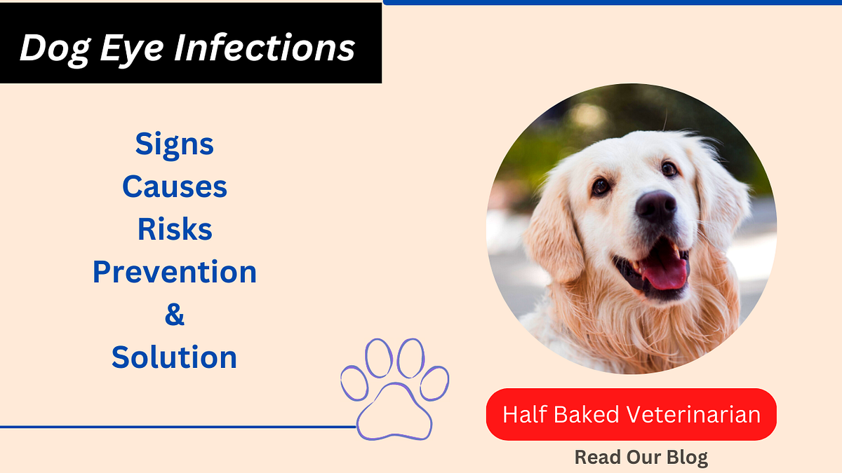 Dog Eye Infections Signs, Causes, Risks, Prevention, and Solutions