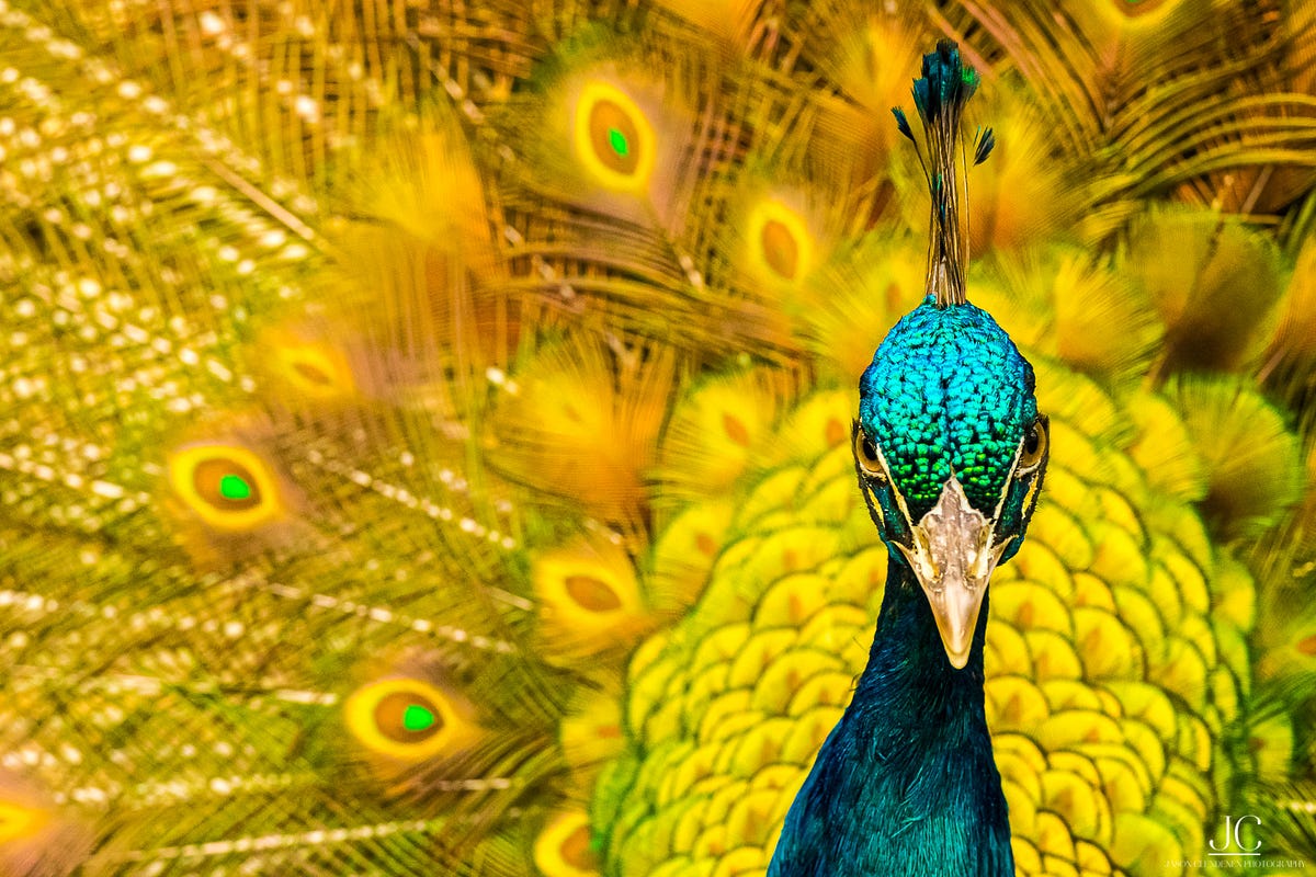 10 Example of Fine Art Photography by Jason Clendenen Medium