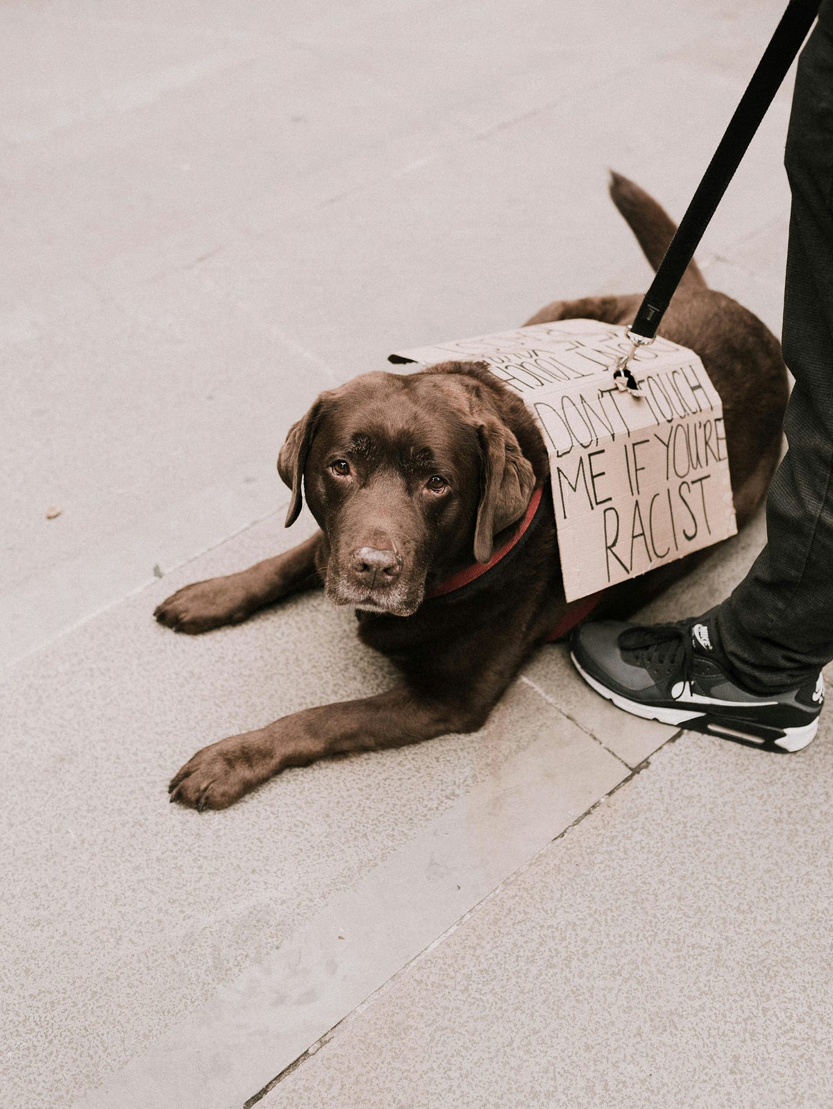 Dog with a sign: “Don’t touch me if you’re racist”