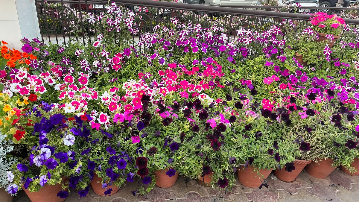 The Beauty Of Nature With Smiling Spring Flowers | by Dr. Preeti Singh ...