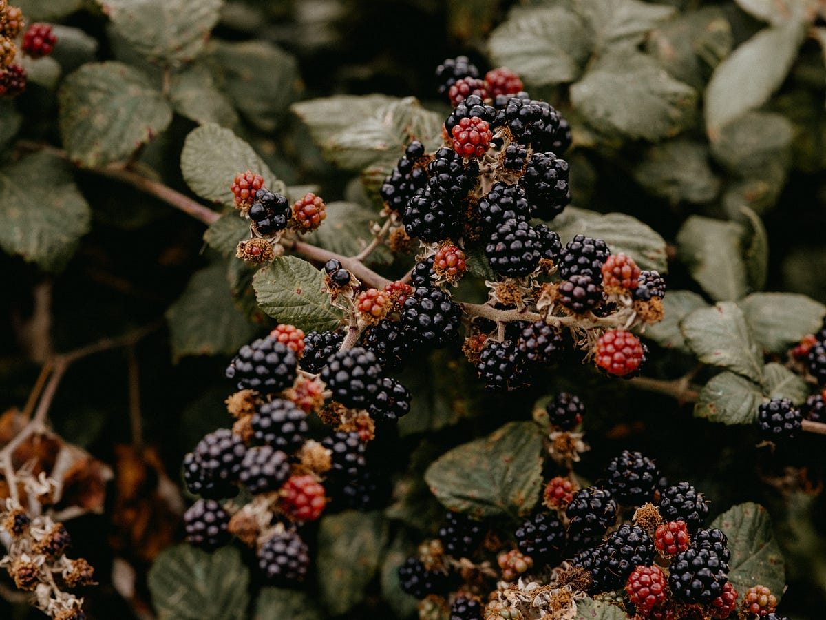 Blackberries. A poem by Caroline Mellor Scribe Medium
