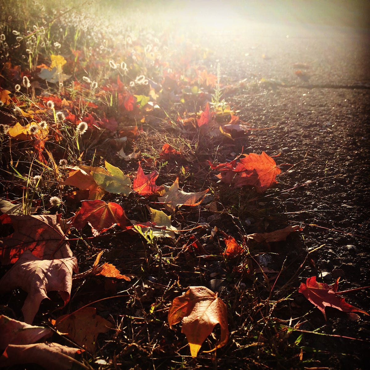 Glensheen In the Fall. The fall time is undoubtedly my… | by Alex Culp ...