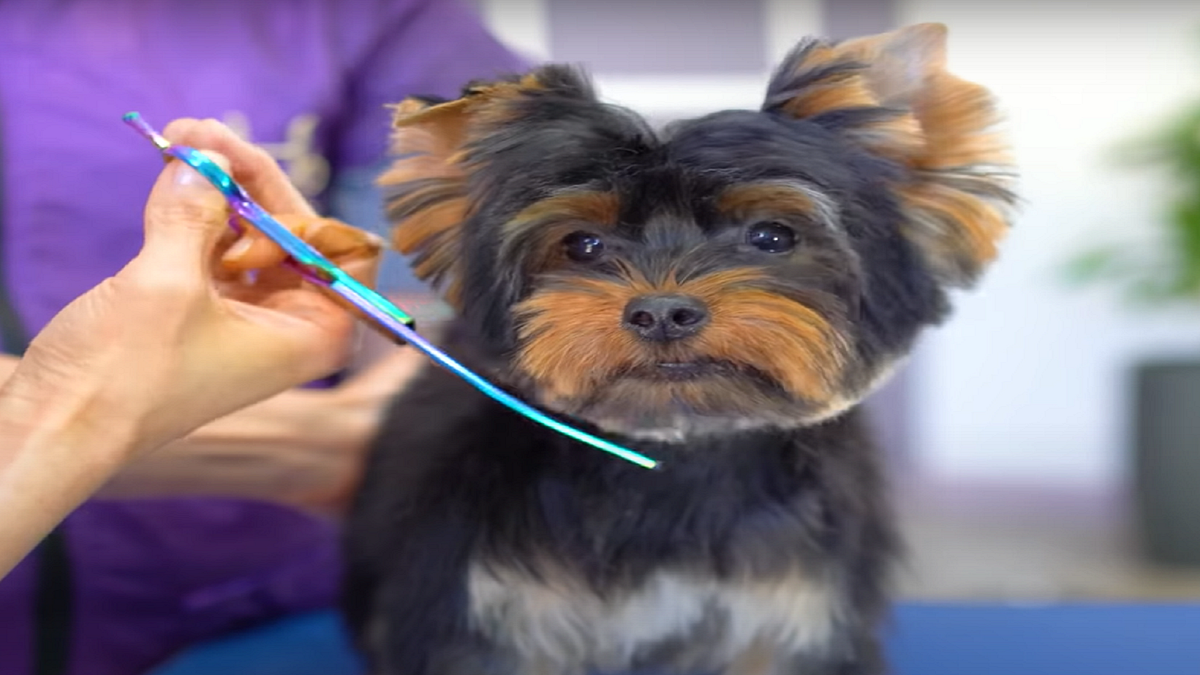 Unveiling the Charm of Parti Yorkies: A Perfect Blend of Elegance and