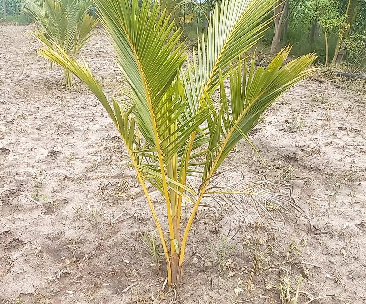 Coconut Palm planting Method. Coconut Tree grow naturally in tropical