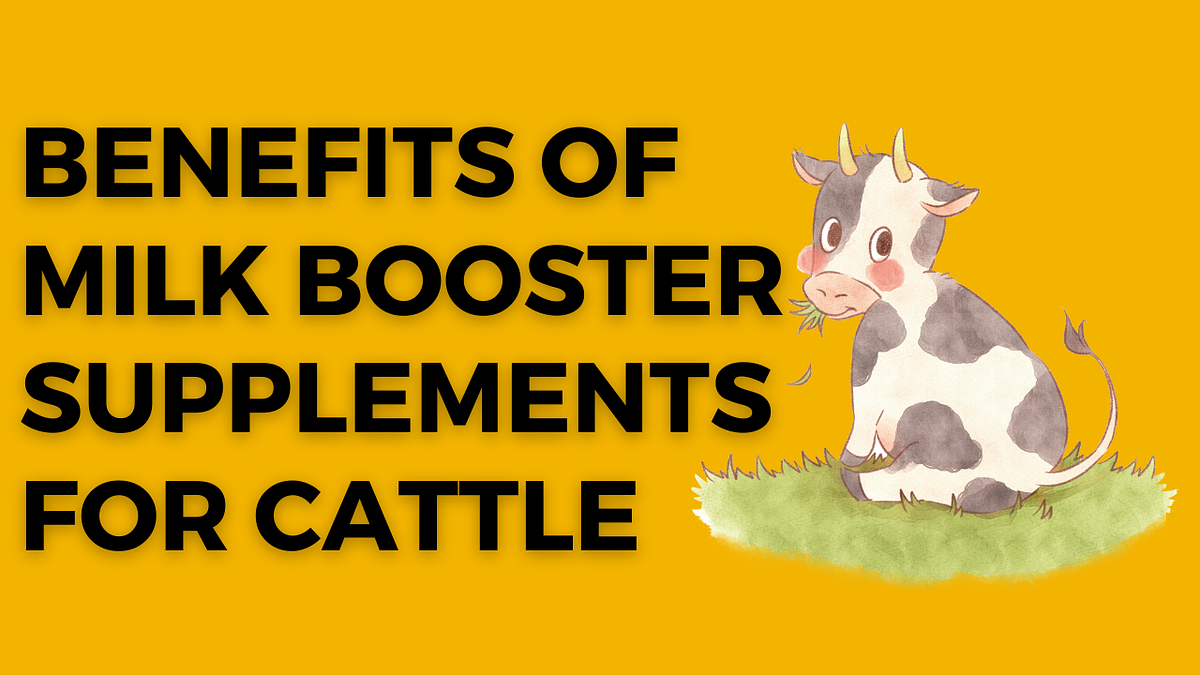 Benefits of Milk Booster Supplements for Cattle Enhancing Livestock