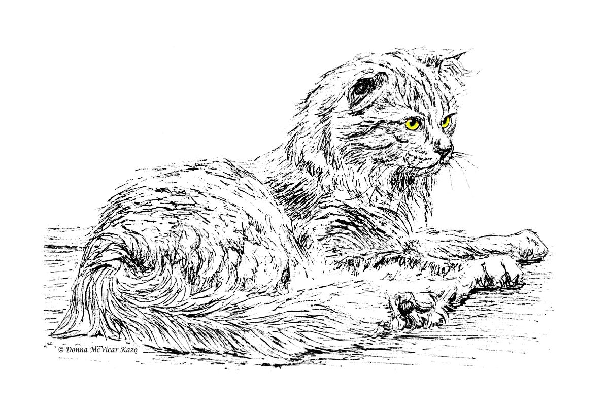Fluffy Cat ink drawing. Day 74 of my artwork retrospective | by ...