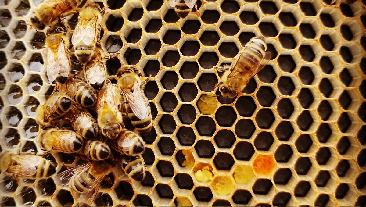 Why do bees love hexagons?. Science or Coincidence? A deep dive… by