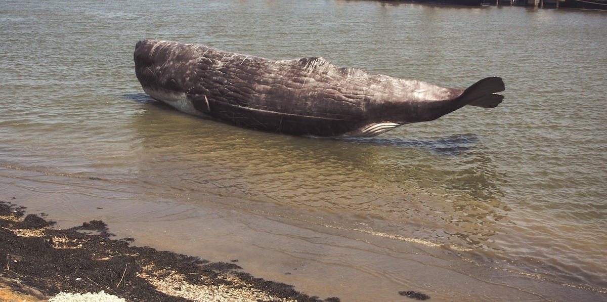 All you need to know about whale strandings in the UK and Europe