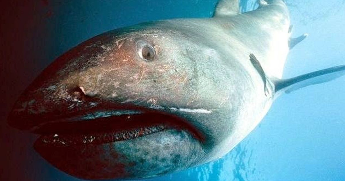 Meet The Megamouth Shark, A Giant Sea Doofus | by Mariam Sharia | OMGFacts  | Medium