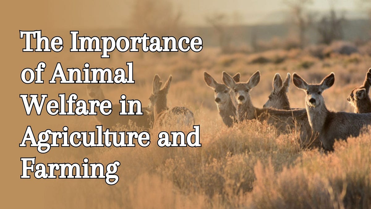 The Importance of Animal Welfare in Agriculture and Farming by Olena