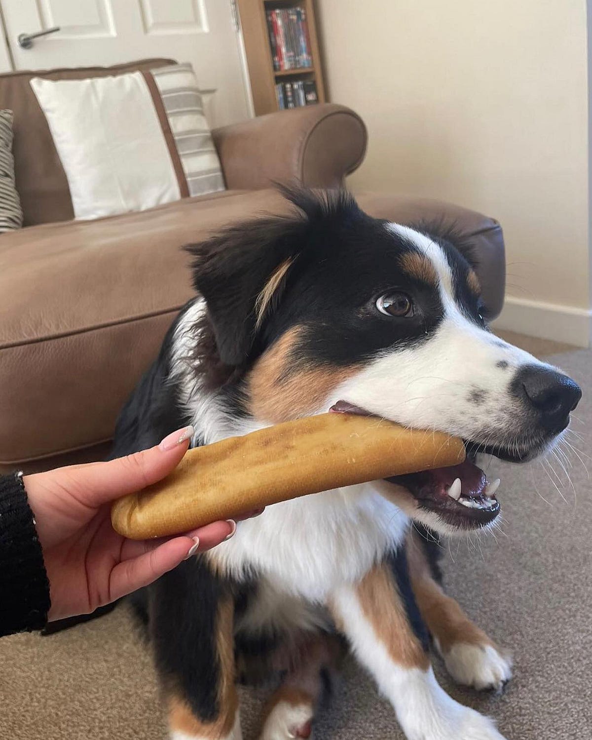 5 Surprising Health Benefits Of Dog Yak Chews by Himalayanchew Medium