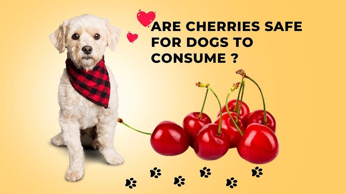 Are Cherries Safe for Dogs to Consume? Devotionworld Medium