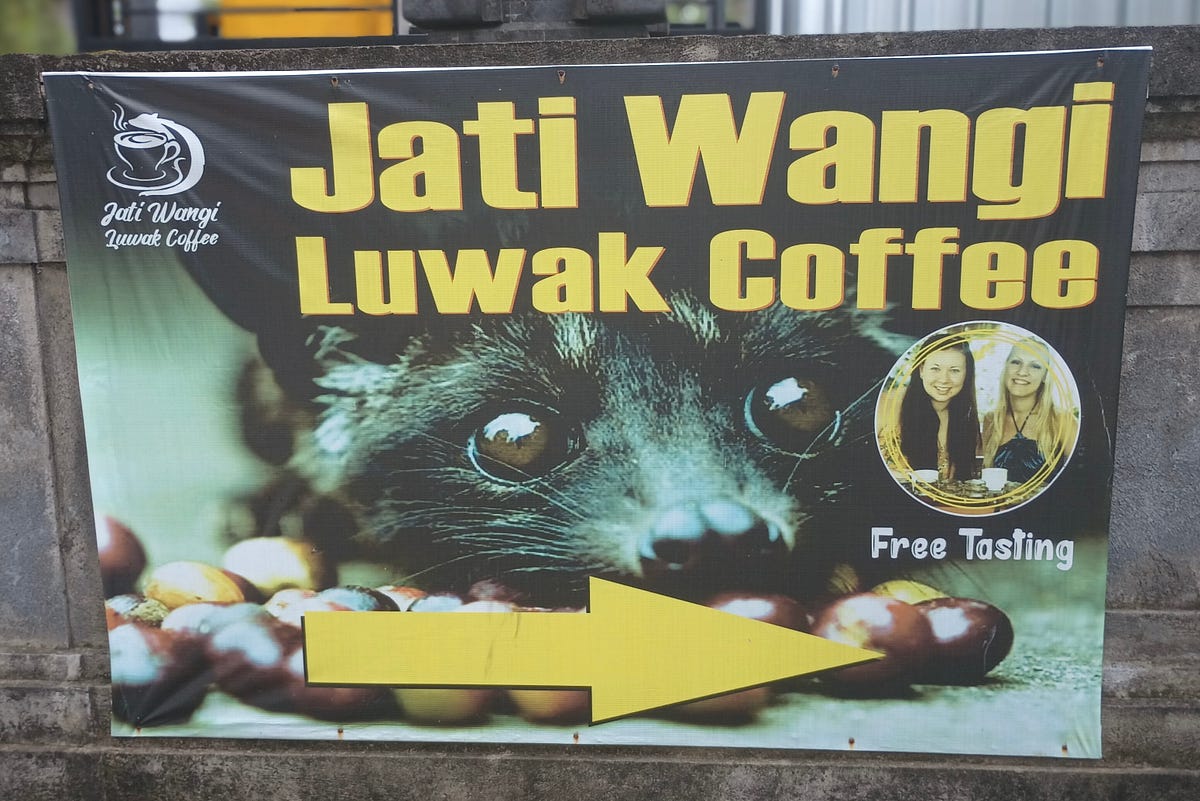 Luwak Coffee at the Spice Forest. The most expensive coffee in the world by JonesPJ
