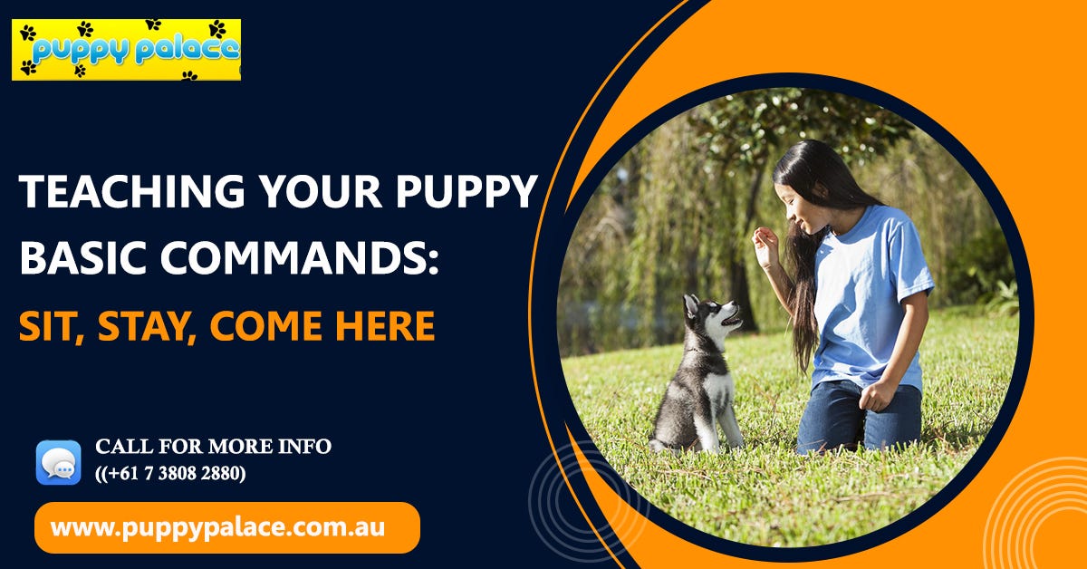 Teaching Your Puppy Basic Commands