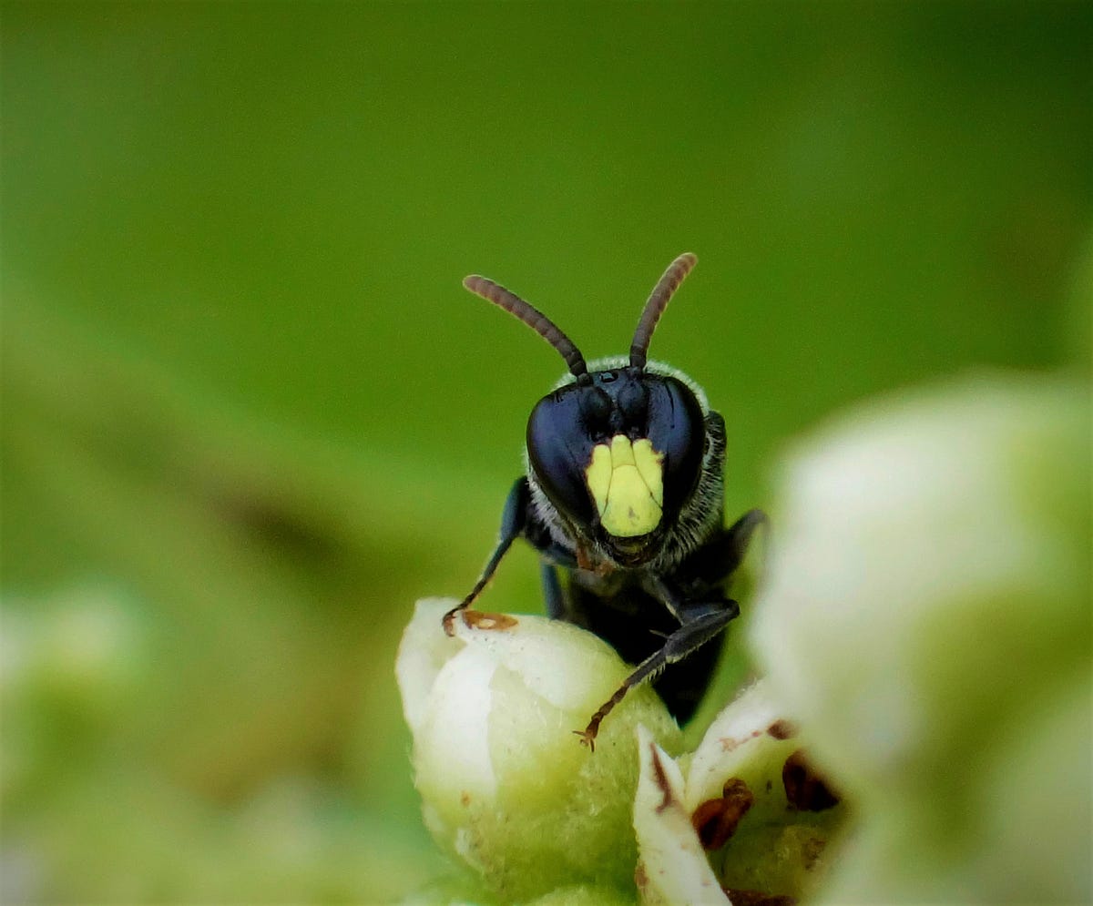 Endangered Hawaiian Yellow-Faced Bees Threatened by Invasive Ants