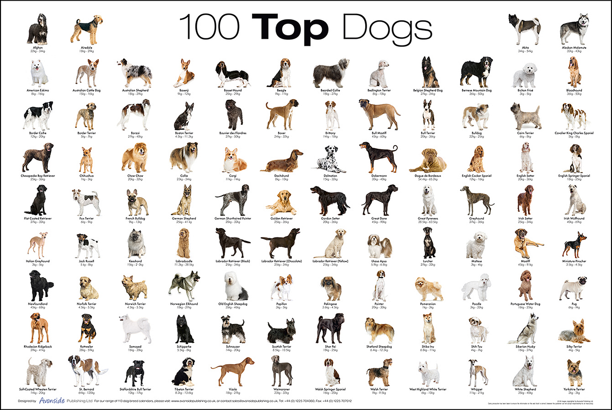 How Many Dog Breeds are in the World: Discover the Ultimate Count