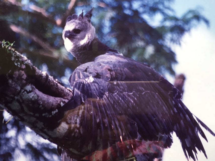 GUAPO. Guapo es una Águila Harpía, que había… | by Poly Isaac | Medium