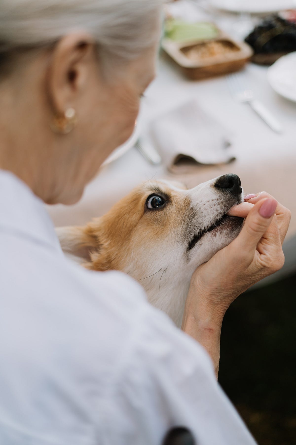 How to Train Your Dog Not to Bite by Quotesdirection Medium
