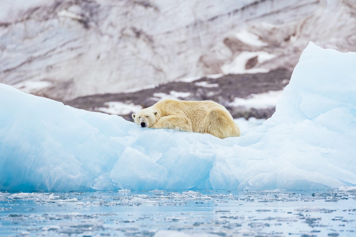 SHOCKING Climate Change Study Shows Polar Bears Could Go Extinct Sooner Than Expected