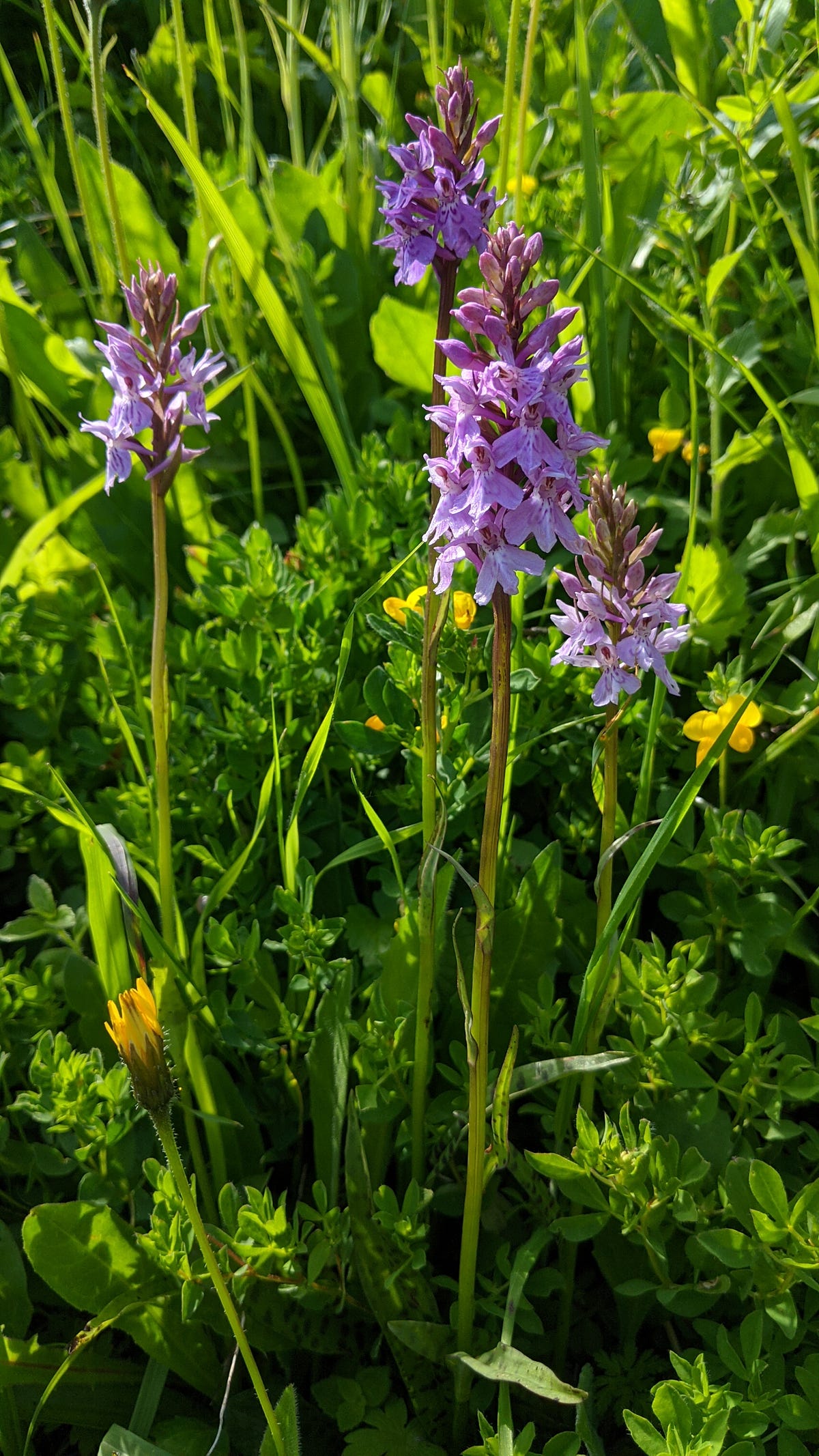 A summer spotting the wild orchids of Switzerland | by