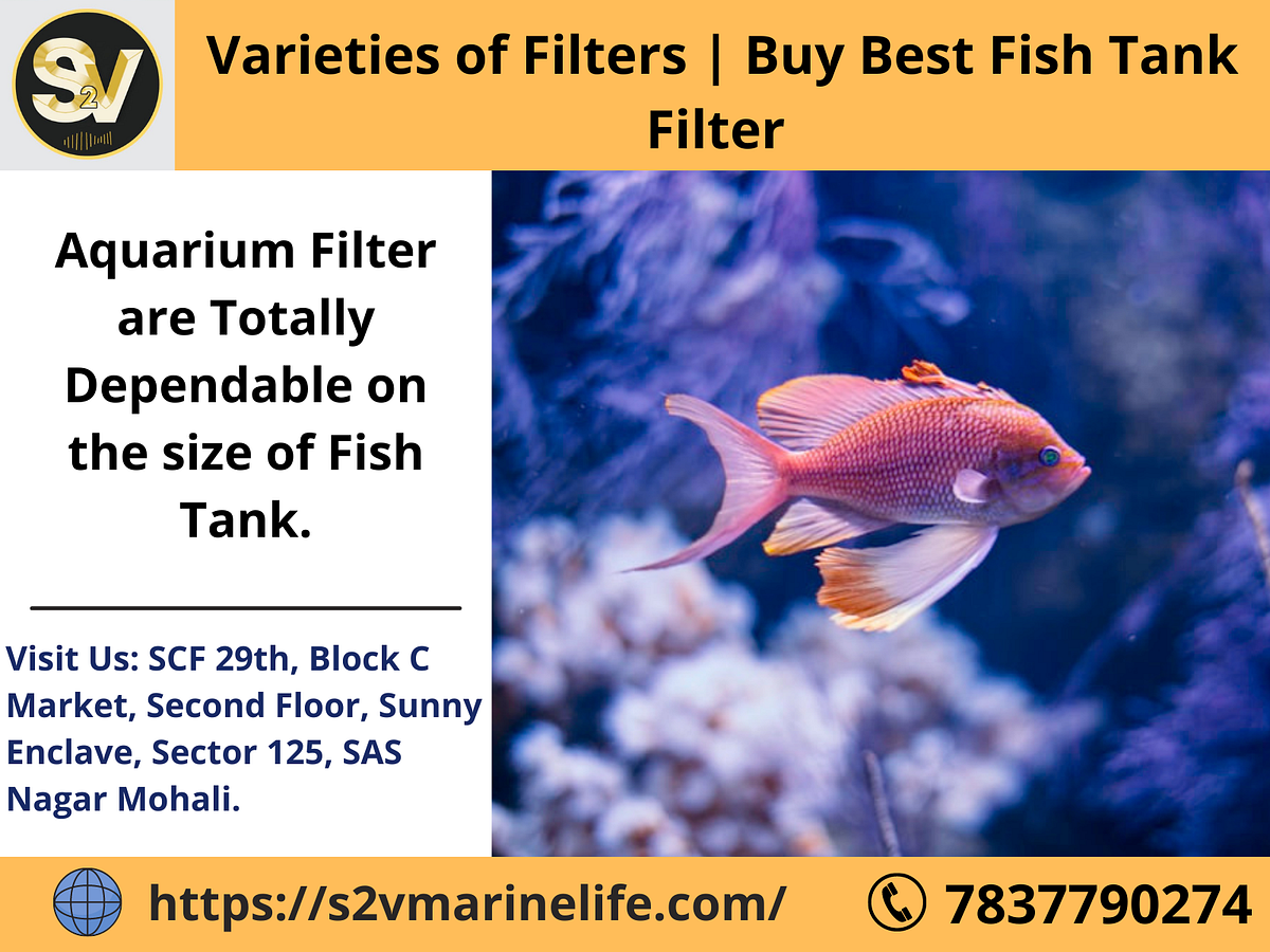 Best Aquarium Filter For Your Fish Tank Guide — 2022 by S2Vmarinelife
