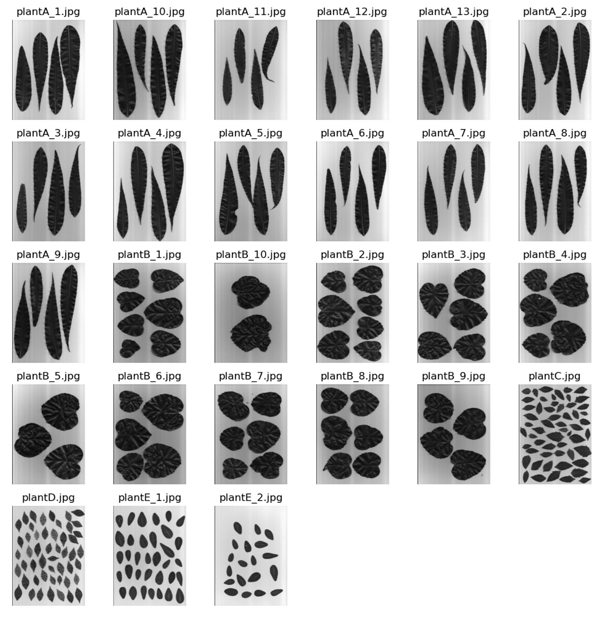 exploring-the-synergy-of-image-processing-and-machine-learning-in-leaf