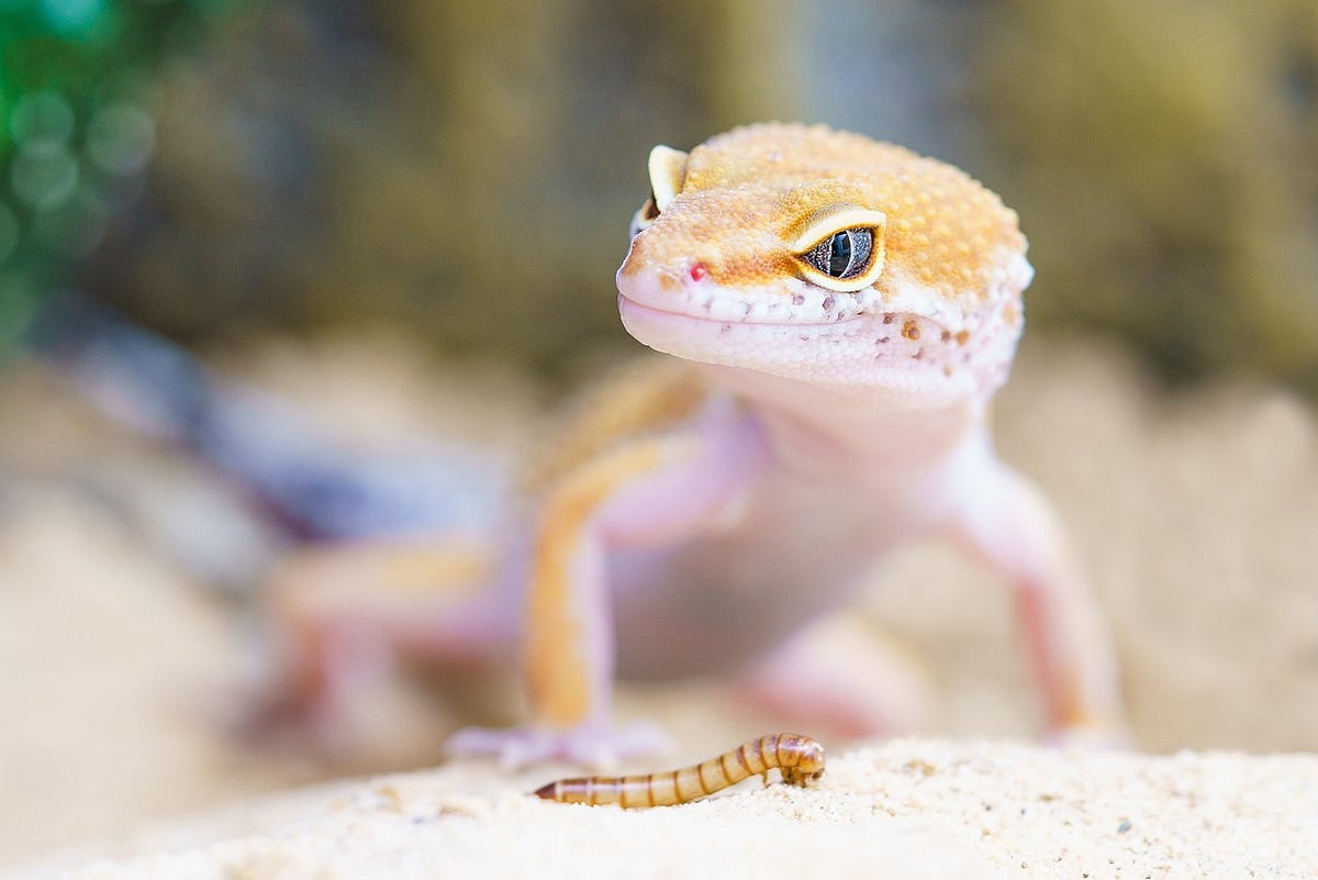 Can Bearded Dragons Eat Wax Worms? by Leka Dec, 2023 Medium