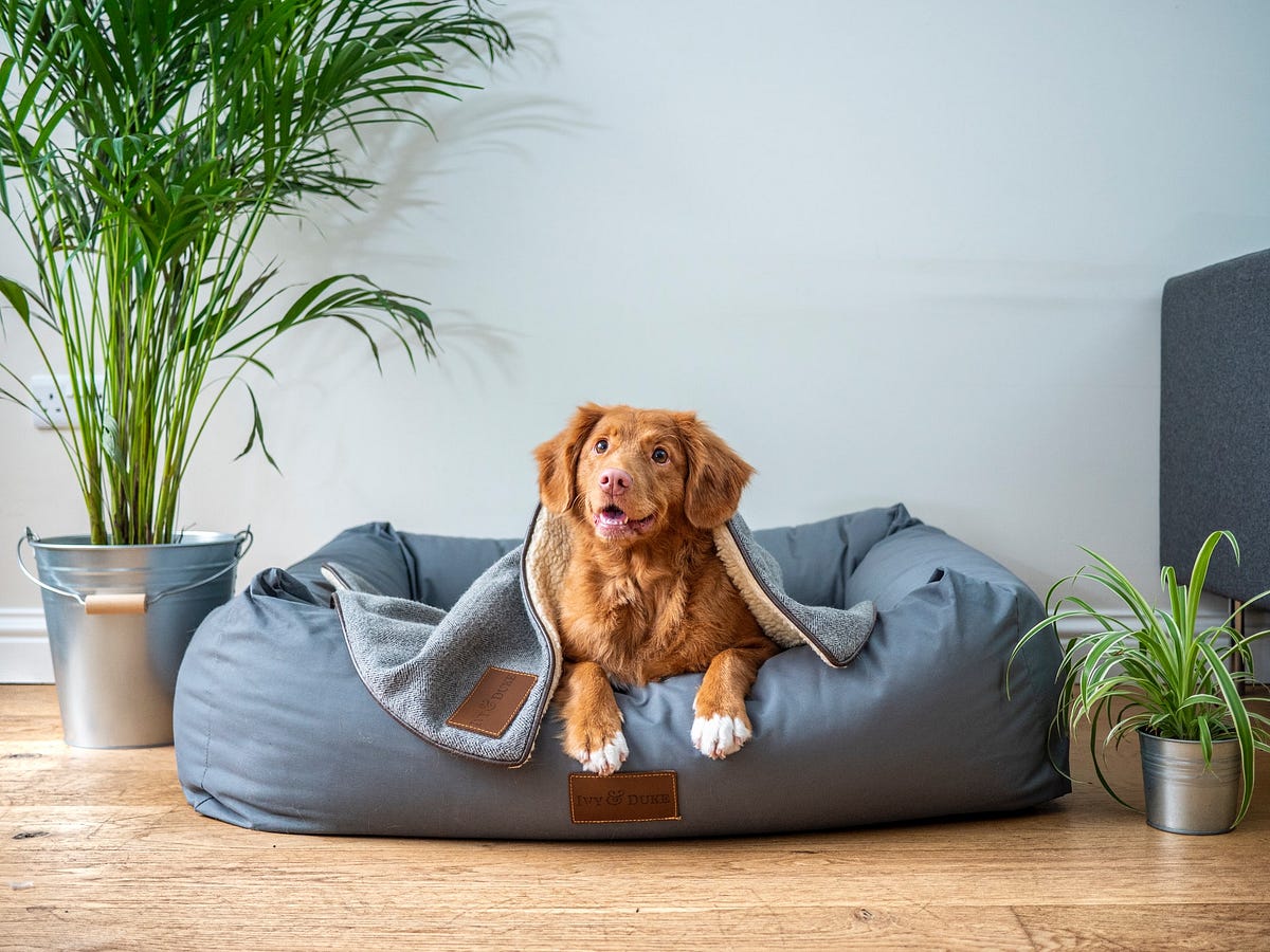 Is it OK to Wash the Dog bed in Washing Machine? by Muhammad Ahsan Medium