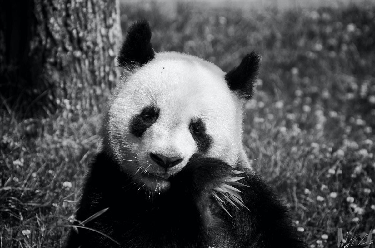 How to rename columns in pandas towards data science