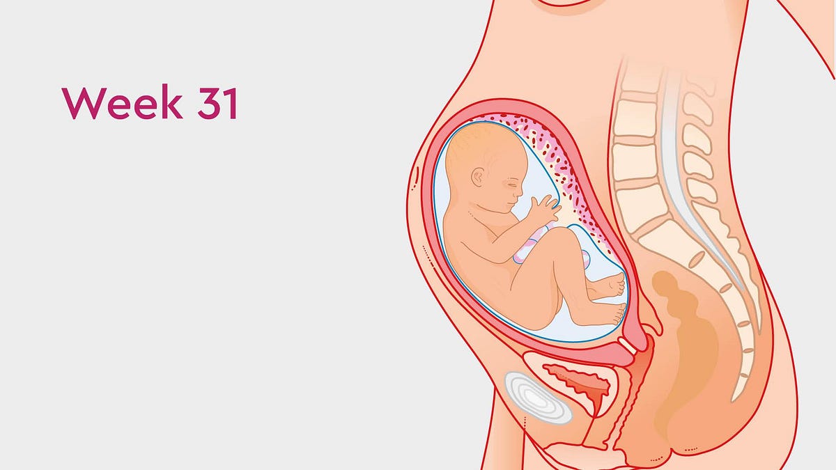 31 Weeks Pregnant Baby Size And Weight Medium 31-weeks-pregnant-baby-size-and-weight-medium