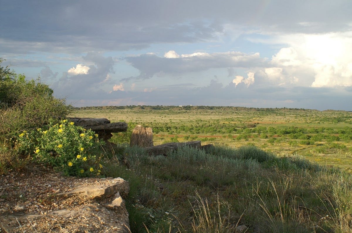 The Concept of “Slack” in Quail Habitat Management | by Texas A&M