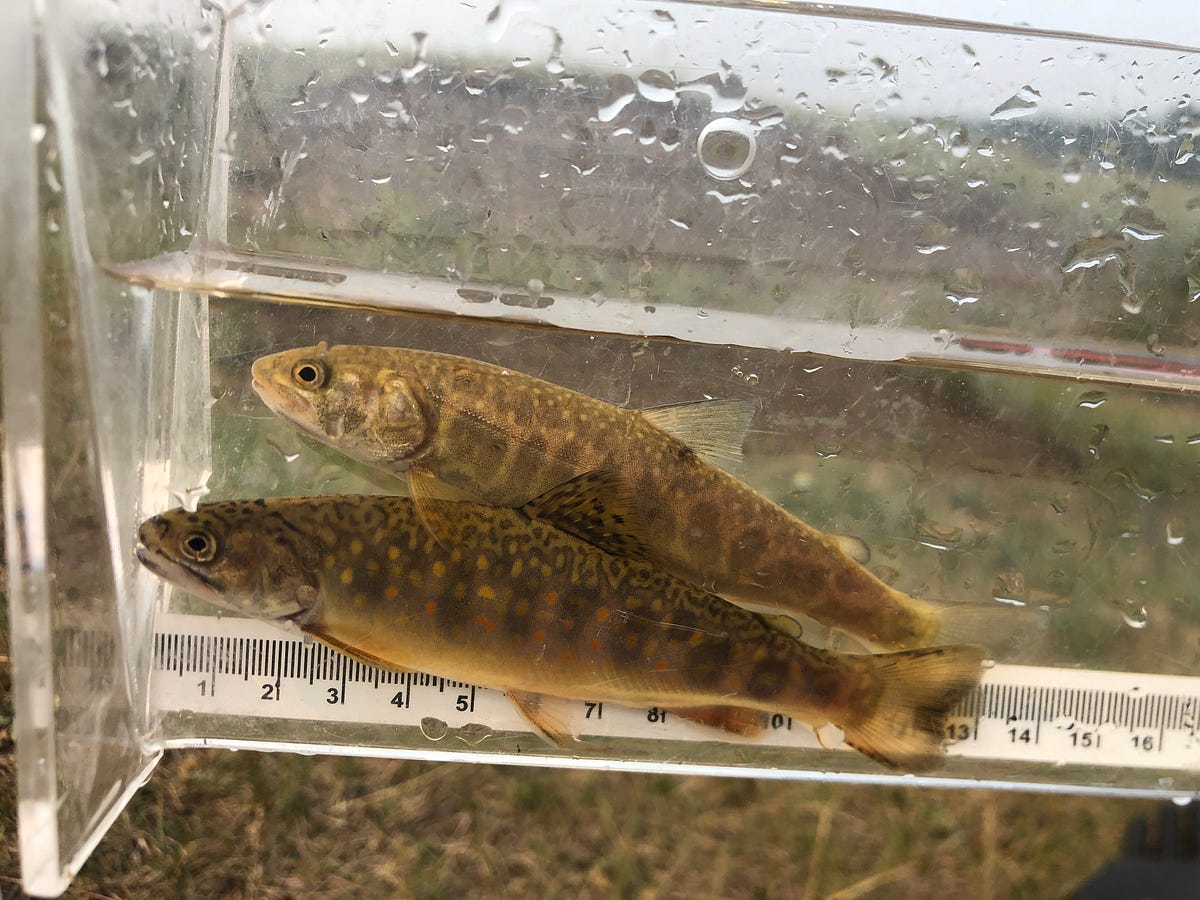 What does “native” trout mean?. by Caitlyn Duncanson Trout Unlimited