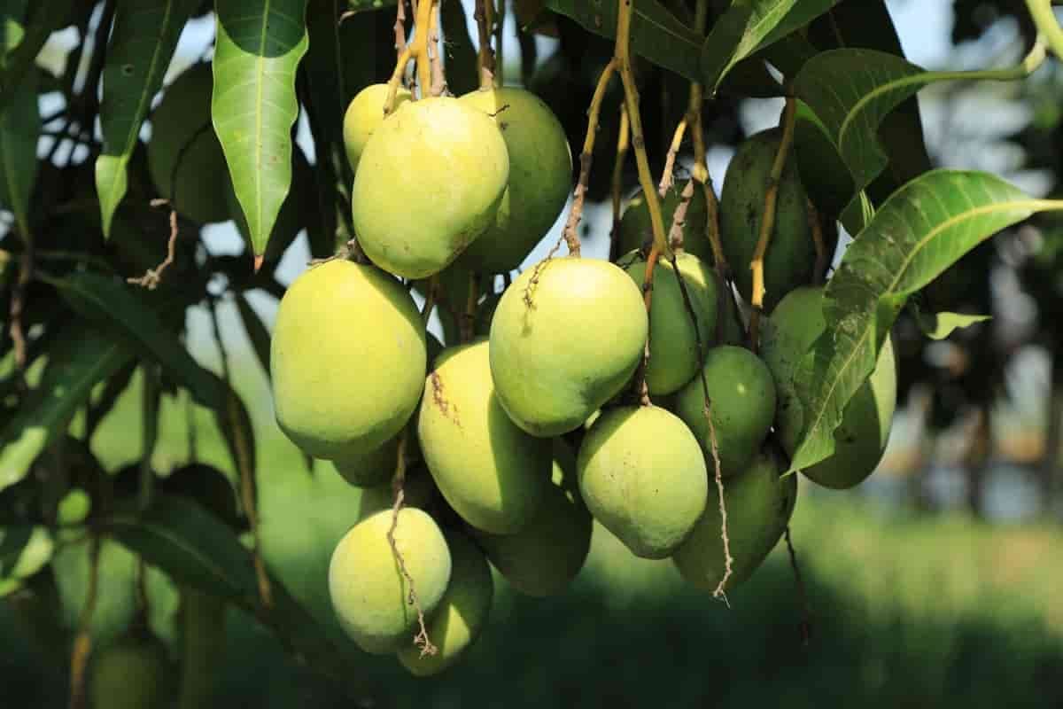 Savour the Sweetness Discovering the Secrets of Mango Cultivation and