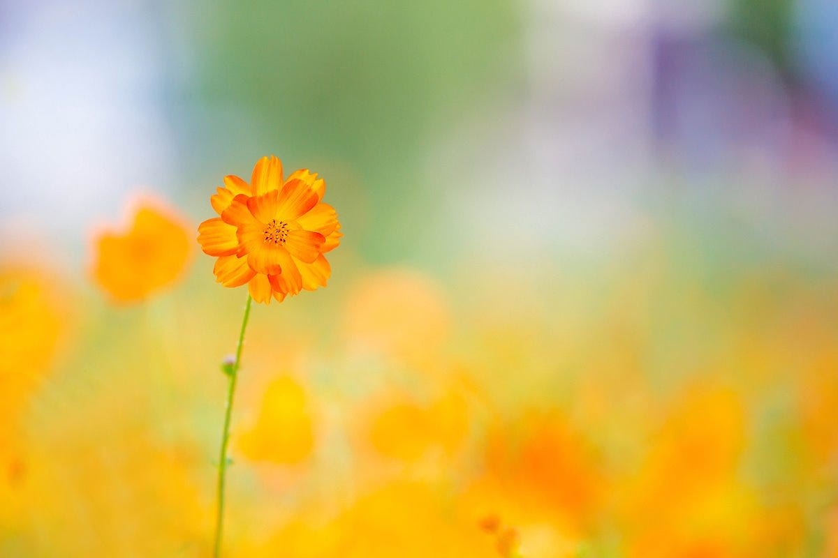 Flower Photography Tips — The blank space of photos and placement of ...