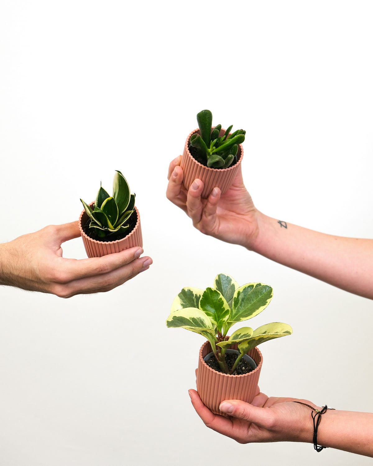 a-trio-of-shorties-and-a-few-words-by-jay-squires-the-lark-sep