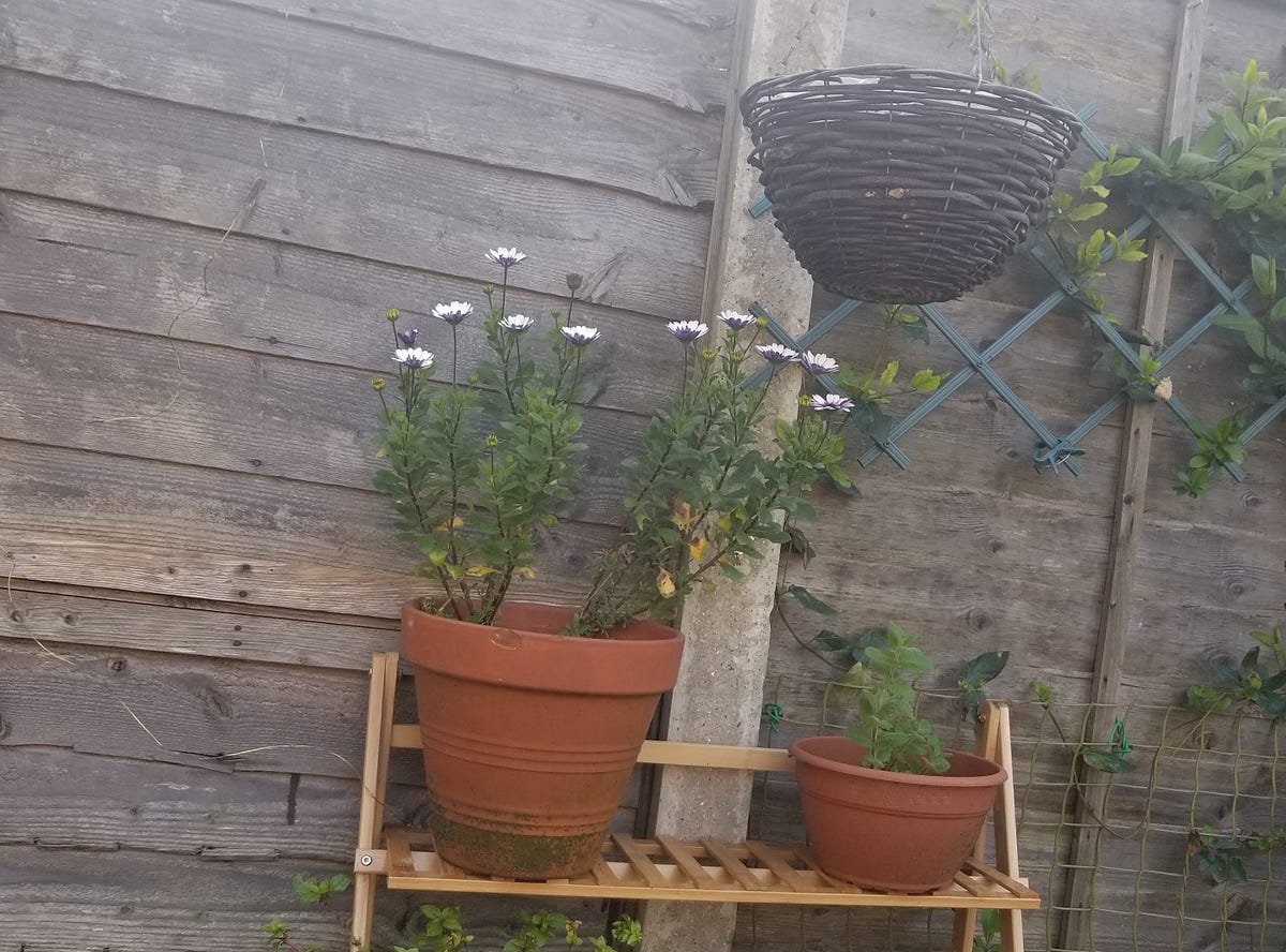 New Blooms But No Daffodils. They have not flowered yet by Christine