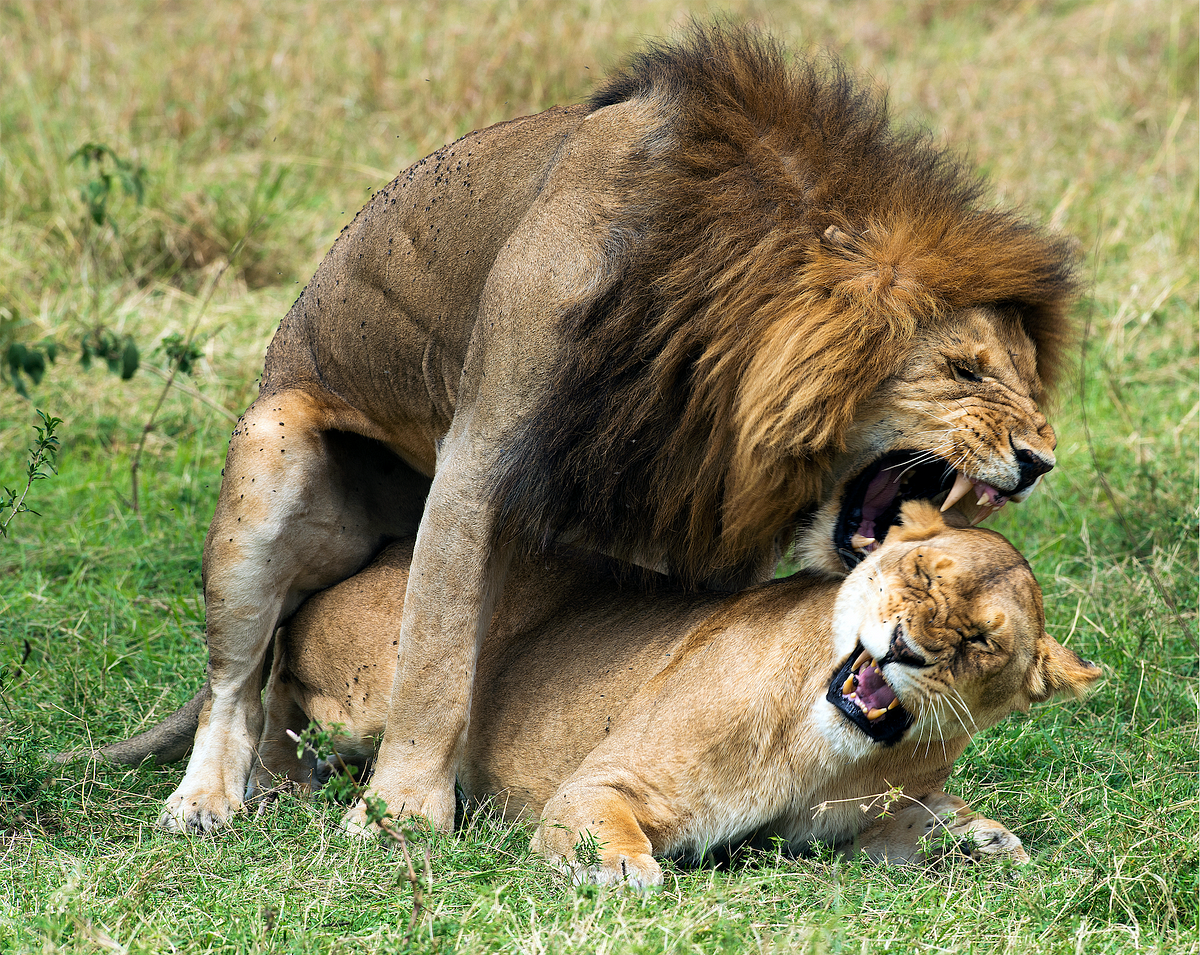 Women sex with animal 