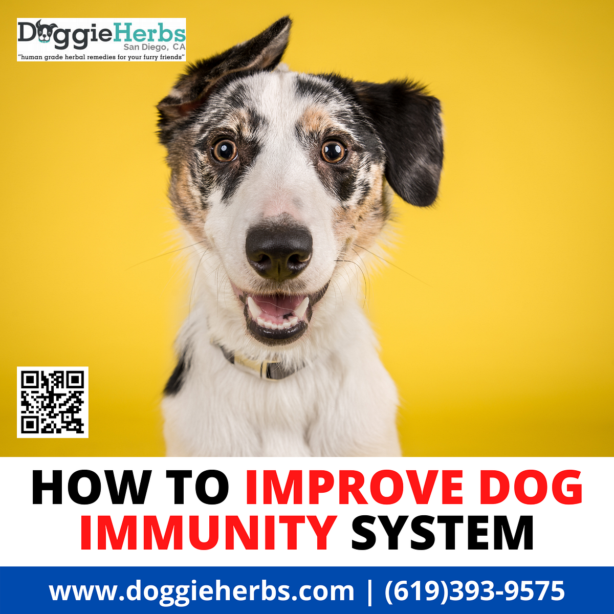 How Can You Add Herbs to Your Dog Food? by Doggie Herbs Medium