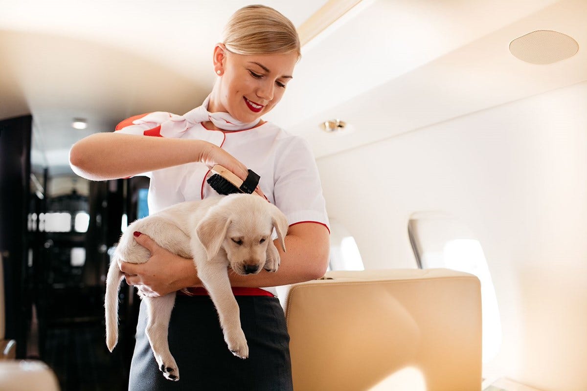 Air Travel with Pets. Do you have to travel by plane soon? If… by