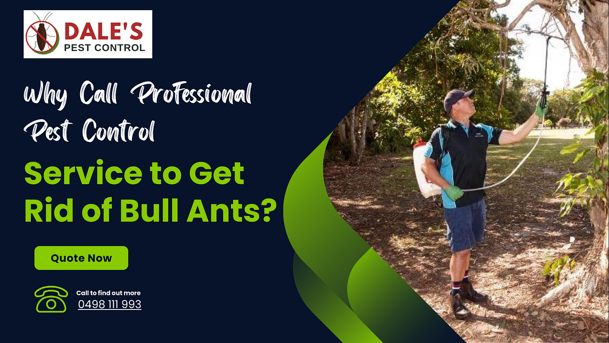 Why Call Professional Pest Control Service to Get Rid of Bull Ants