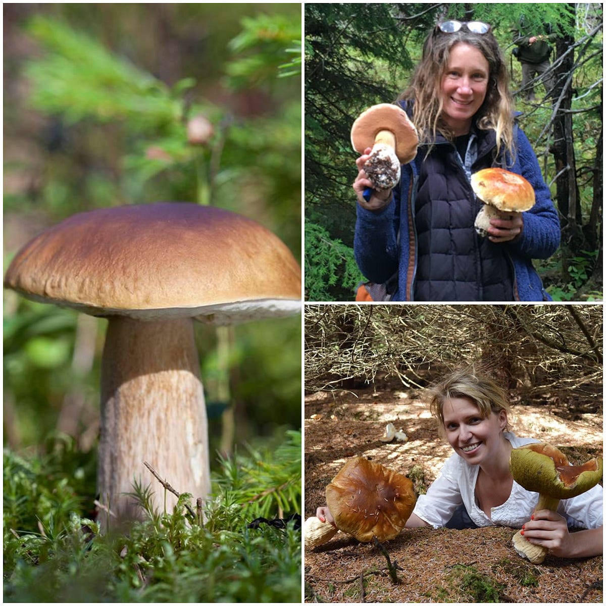 What Are the Health Benefits of Porcini Mushrooms? by Tarzan Tips