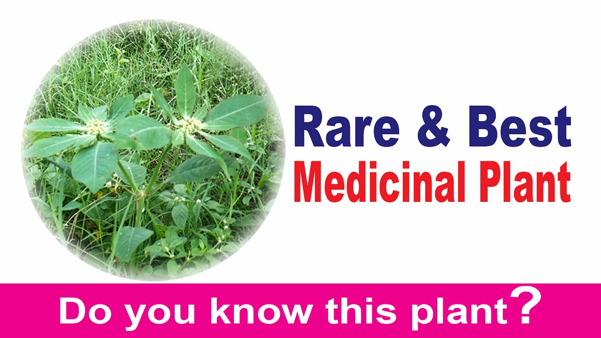 Best and Rare Medicinal Plant. It is a plant with multiple health… by