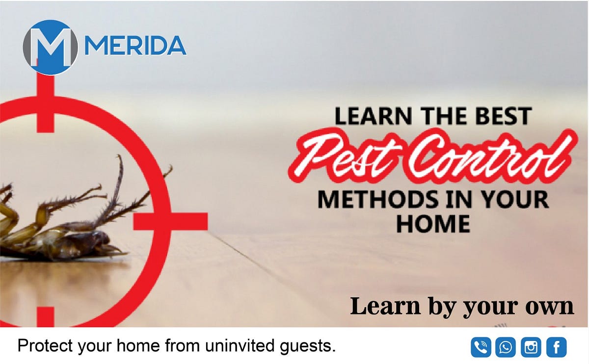 Pest Control Hammersmith. Pest has been one of the greatest… by