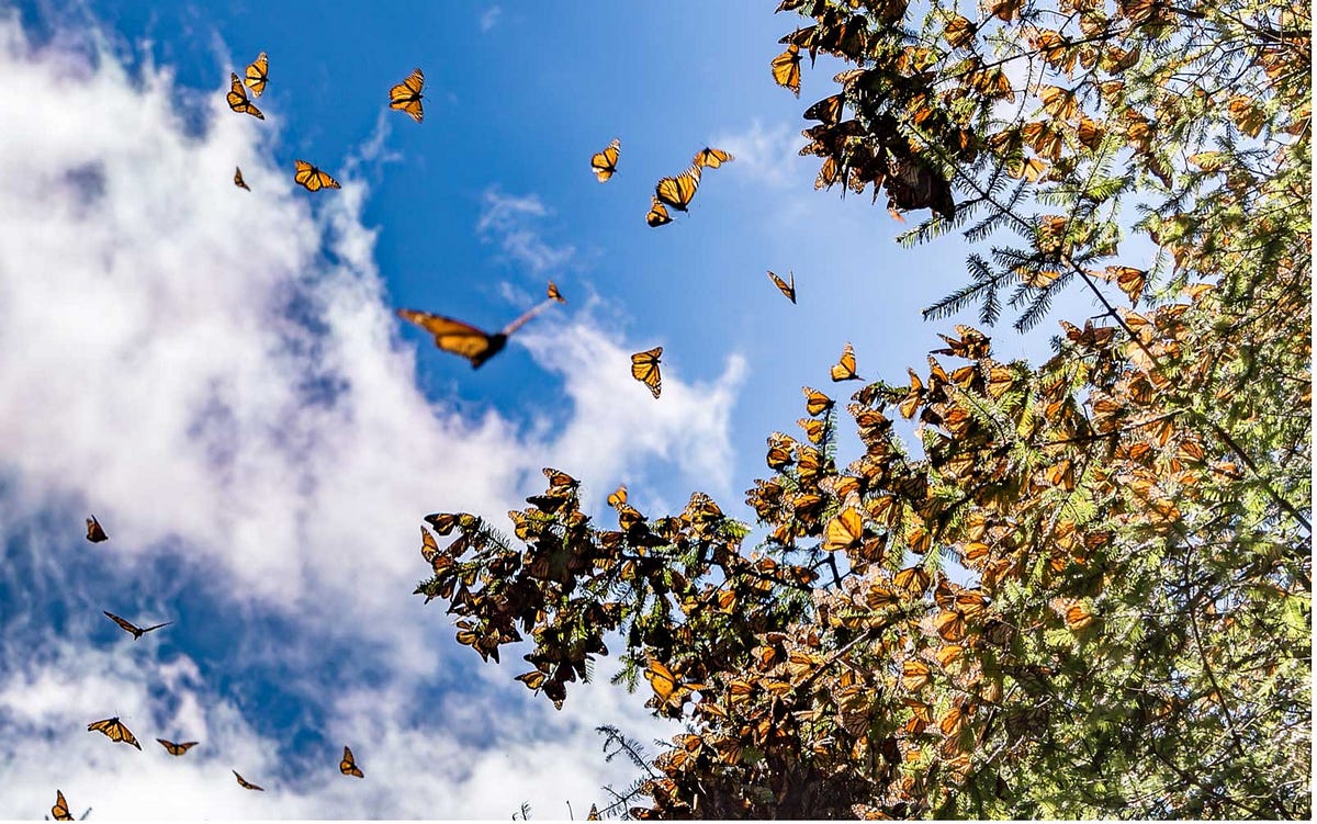 Biosphere Reserves In Central America: What Works And What Can We Learn 