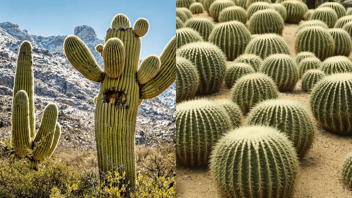 How Are Cactus Adapted to Survive in a Desert? by NkR Medium