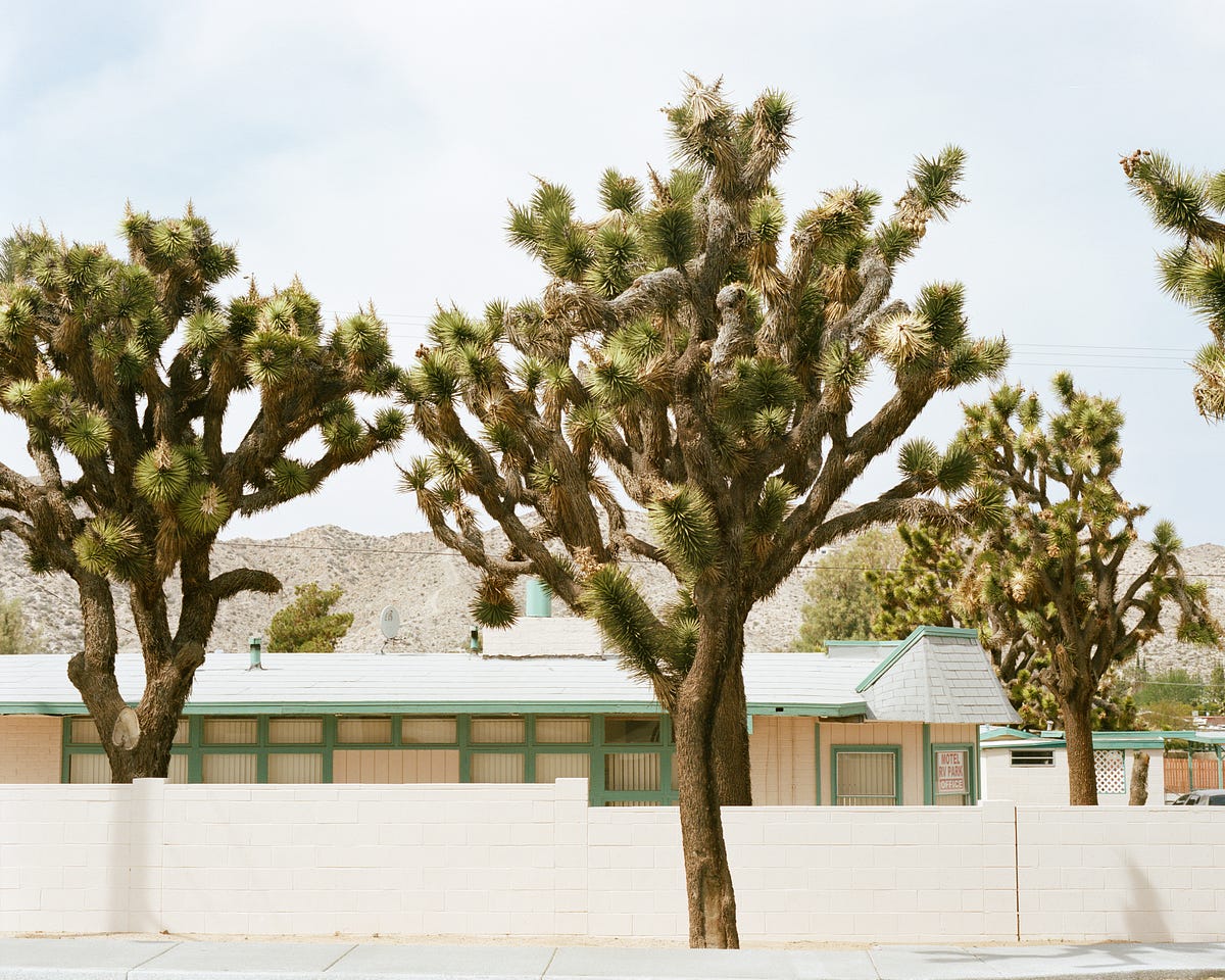 The Strange Beauty of Joshua Tree, California