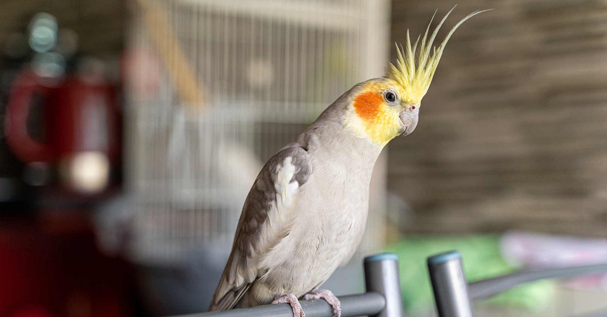 Can You Travel from US to Canada With Exotic Birds: Essential Guide